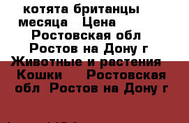 котята британцы 1.5 месяца › Цена ­ 1 000 - Ростовская обл., Ростов-на-Дону г. Животные и растения » Кошки   . Ростовская обл.,Ростов-на-Дону г.